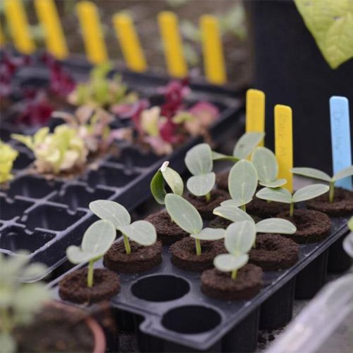 Pienoiskasvihuone, Pikkukennosto 3kpl, Nelson 5776 tuotekuva 2