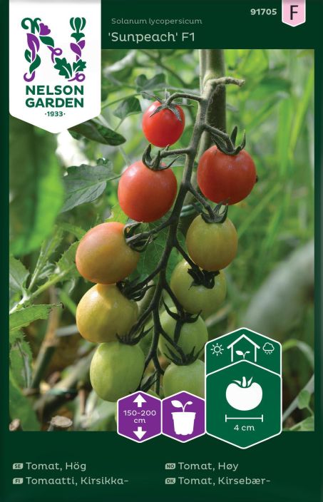 Tomaatti, Kirsikka-, Sunpeach F1 Testien mukaan maailman makein tomaattilajike! Kasvatetaan kasvihuoneessa/ulkona