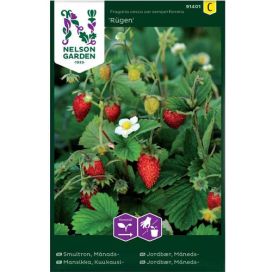 NELSON GARDEN Mansikka, Kuukausi-, Rügen